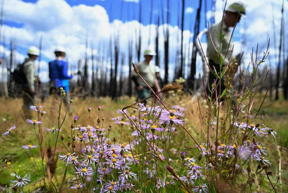 Wildflowers and a lush green landscape are flourishing at Lower Grouse Meadow off Highway 168 near Shaver Lake, which is recovering with work by volunteers following the Creek Fire’s devastation in 2020. Photographed Wednesday, Aug. 16, 2023.