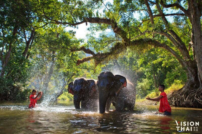 大象是陸地上最大的哺乳動物（Vision Thai 看見泰國）