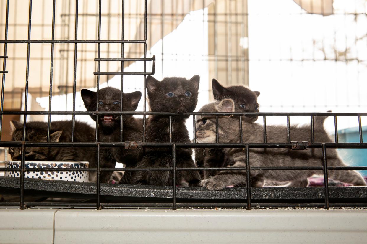 Five kittens at Meow Village  in Salem are about three and a half weeks old.