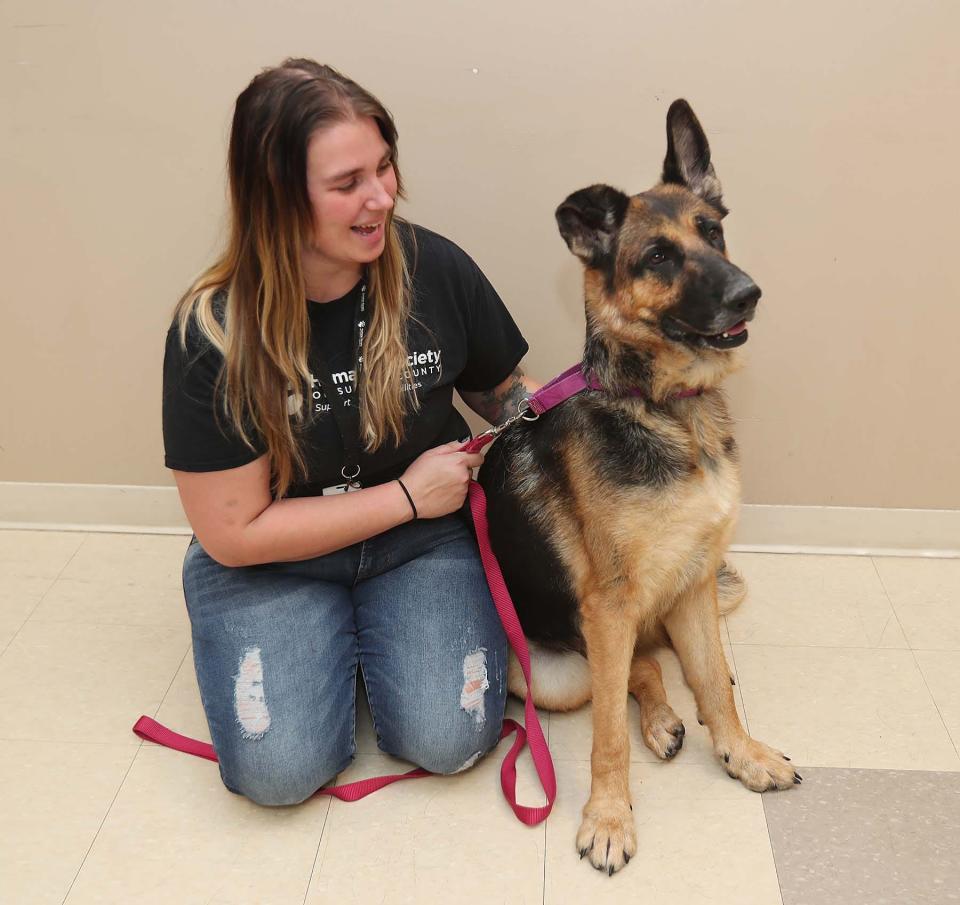Ashley Botz, adoption and behavioral supervisor at the Humane Society of Summit County sits with Auntie Ann, a German Shepherd that was available for adoption at HSSC in Twinsburg in 2021.