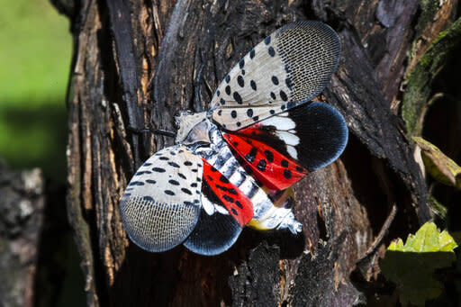 This Thursday, Sept. 19, 2019, photo shows a spotted lanternfly at a vineyard in Kutztown, Pa. (AP Photo/Matt Rourke)