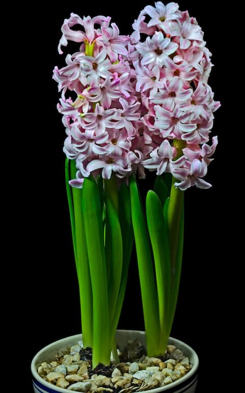 Pink Hyacinths in Bowl - Credit: Krys Bailey / Alamy Stock Photo