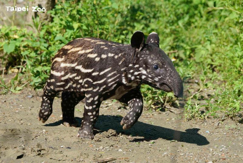 馬來貘寶寶「貘花豆」終於在動物園與大家見面。（台北市立動物園提供）