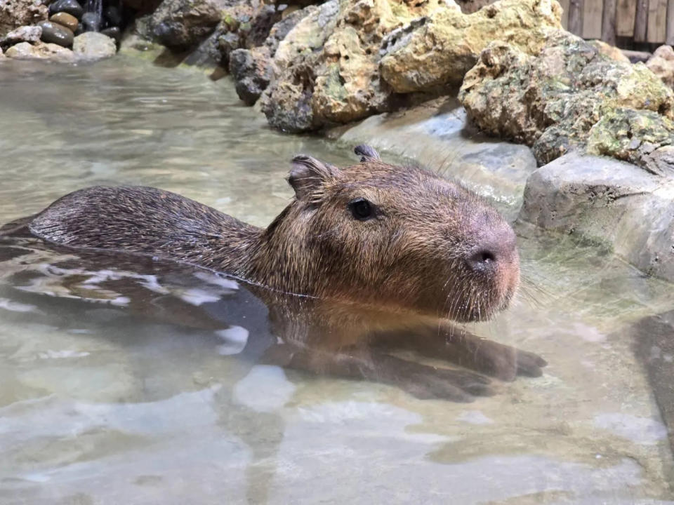 Xpark借殖到動物園的水豚Lieber已經適應新環境，自在休息。（圖／高雄市觀光局提供）