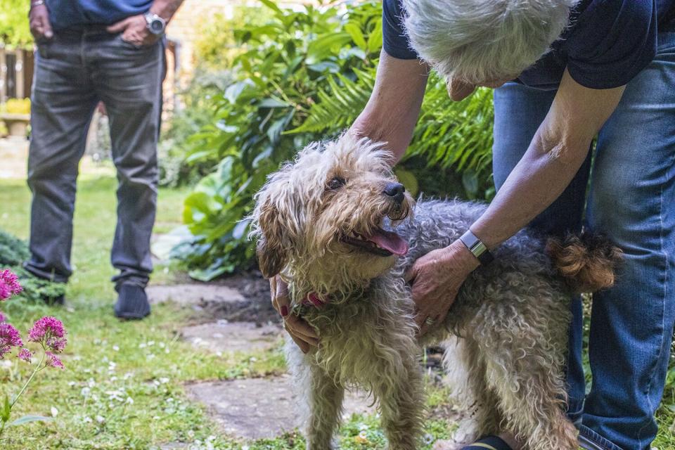 Freya the dog recovers after being thrown from a truck