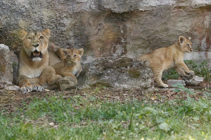 Rome's Bioparco zoo unveils two adorable lion cubs which were born in the midst of Italy's coronavirus disease (COVID-19) lockdown in Rome