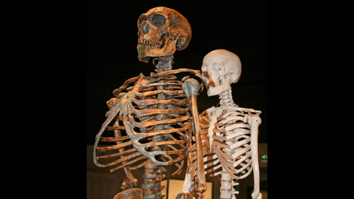  Model skeletons of a neanderthal and human. 