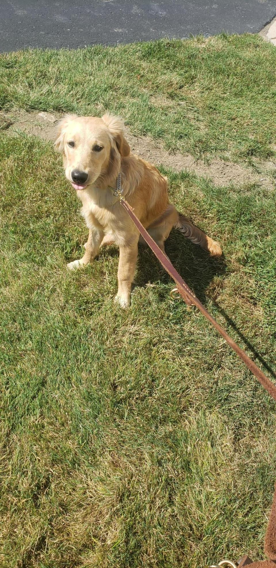 Charlie, a 6-month old golden retriever, found after being missing following a plane crash in Macomb County.