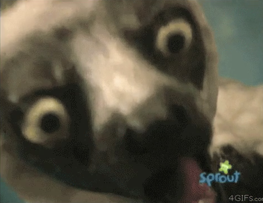 Close-up of a lemur with wide eyes staring at the camera while its tongue moves rapidly