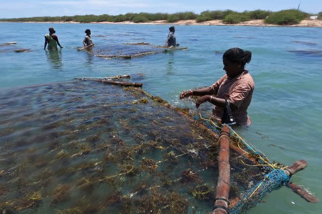 In this photograph taken on Sept. 24, 2021, women work to cultivate fronds of seaweed on bamboo rafts in the waters off the coast of Rameswaram in India&#39;s Tamil Nadu state. (Photo: ARUN SANKAR via Getty Images)