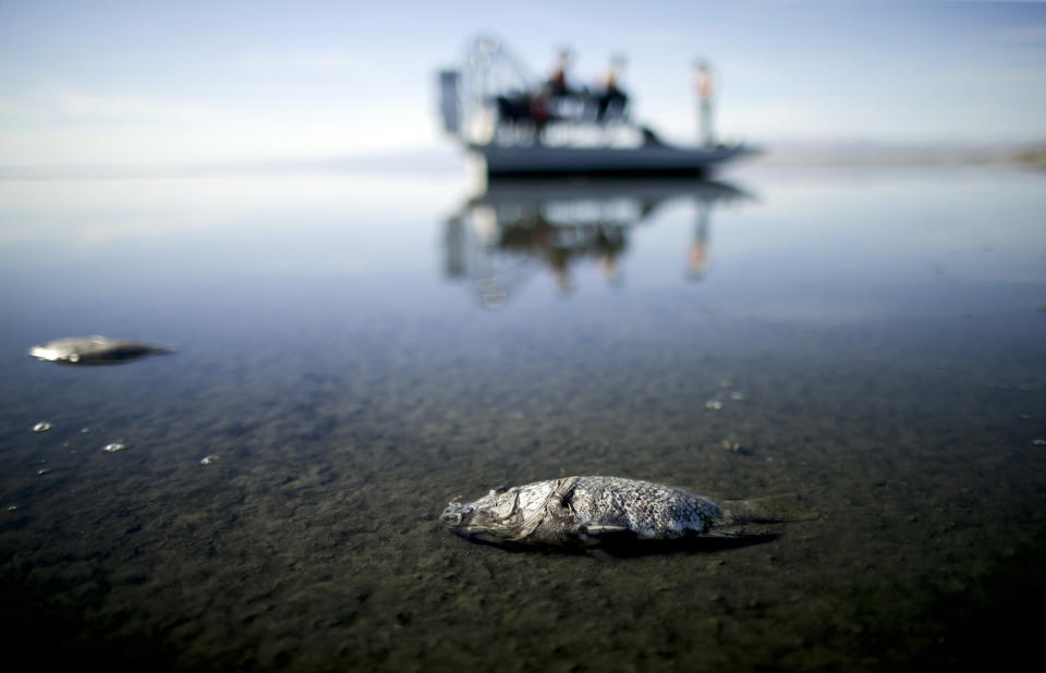 FILE - Oxygen-starved tilapia float in a shallow Salton Sea bay near Niland, Calif., on April 29, 2015. Arizona Sen. Mark Kelly on Tuesday, Oct. 25, 2022, urged the federal government to withhold money for environmental cleanup at the Salton Sea until California agrees to give up more of its river water. (AP Photo/Gregory Bull, File)