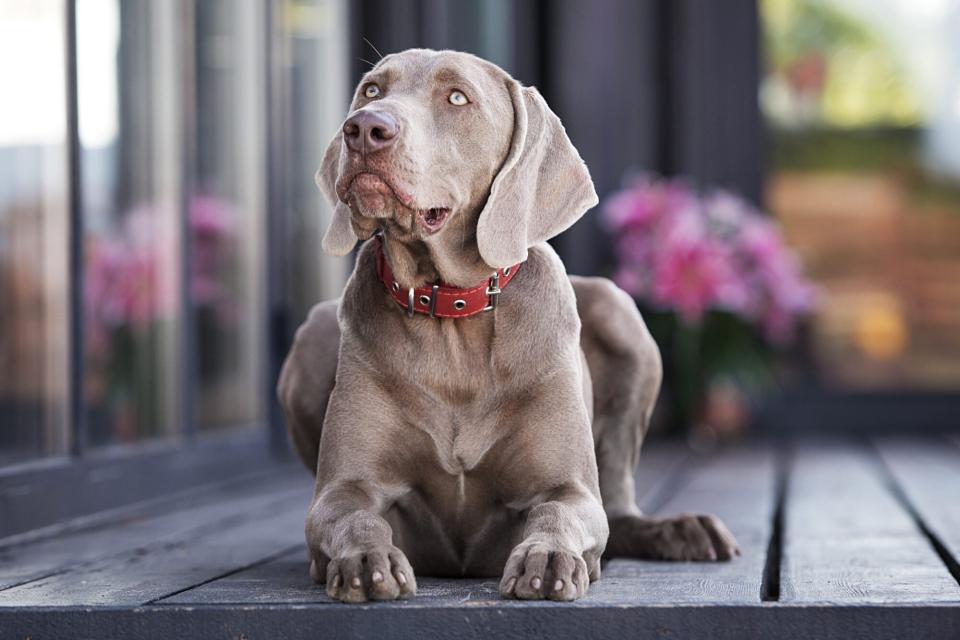 weimaraner wearing red collar lying on patio