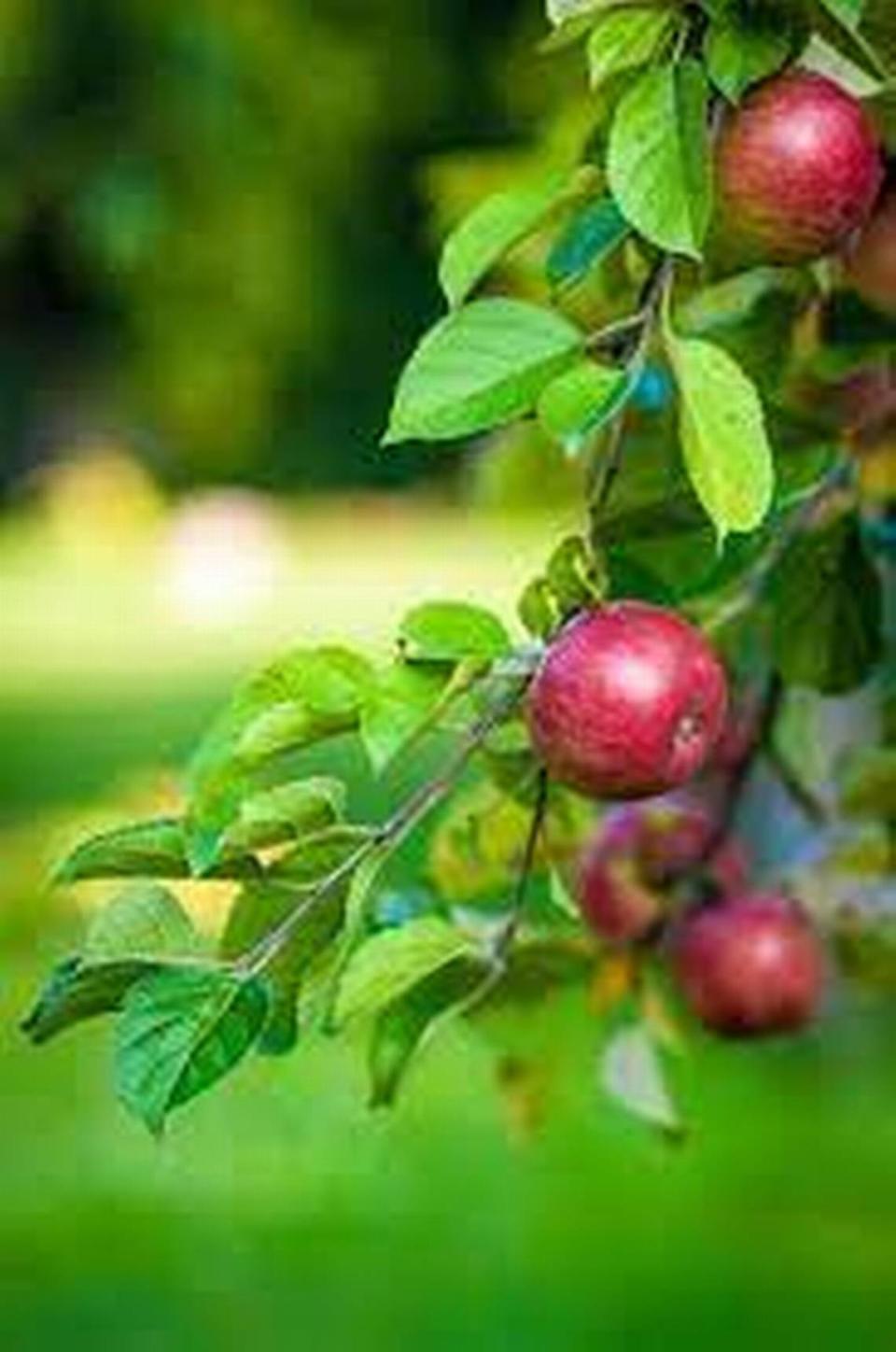 Picking your own apples is a chance to draw a direct line from the farm to the table. N.C. orchards offer at least 10 U-Pick options, despite a significantly smaller apple crop this year. 