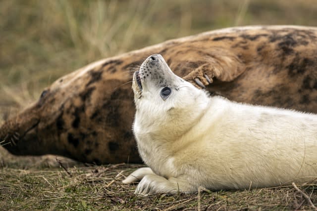 Grey seals return to Donna Nook National Nature Reserve