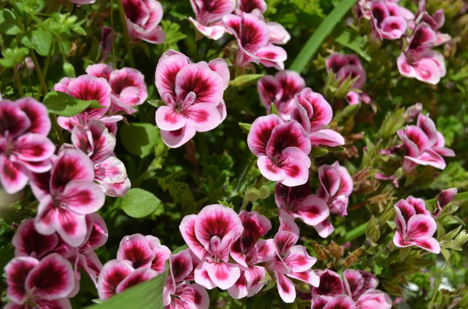 flower meanings, begonias