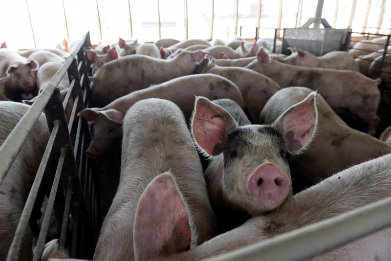 Hog farm in Kenyon, Minnesota