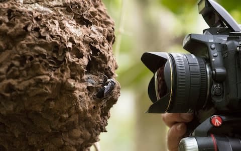 The bee was discovered in a termites' nest in the rainforest - Credit: Clay Bolt/PA