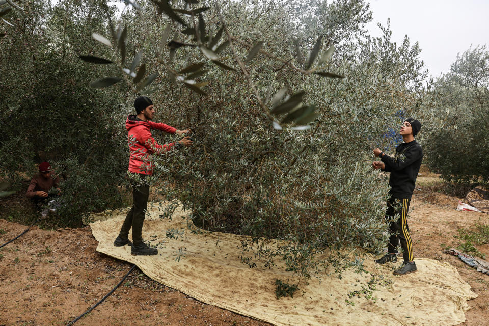 TOPSHOT - Palestinian pick up olives from trees in Juhr al-Dik in the central Gaza Strip on November 27, 2023, on the fourth day of a truce in fighting between Israel and Hamas. The Israeli government said on November 27, it had put Hamas 