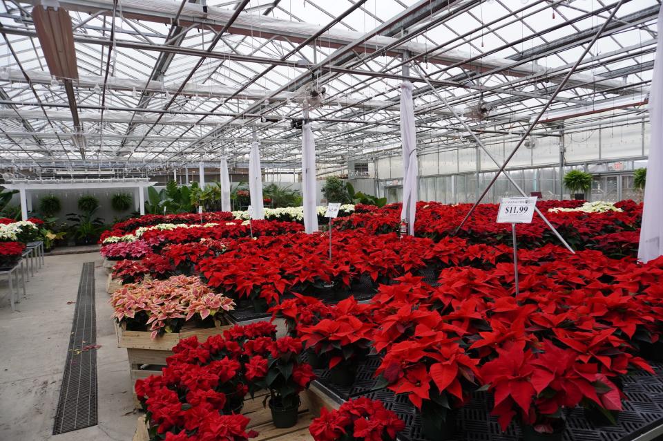 Poinsettias are on display at Buchwalter Greenhouse in Wooster.