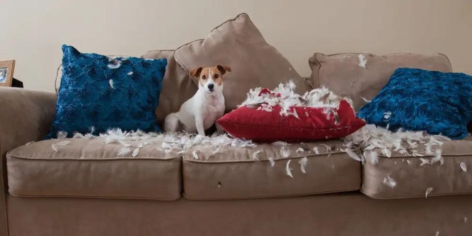 Wenn ihr euren Hund zu lange alleine lasst, kann die Langweile im Haus Chaos anrichten. - Copyright: PM Images/Getty Images