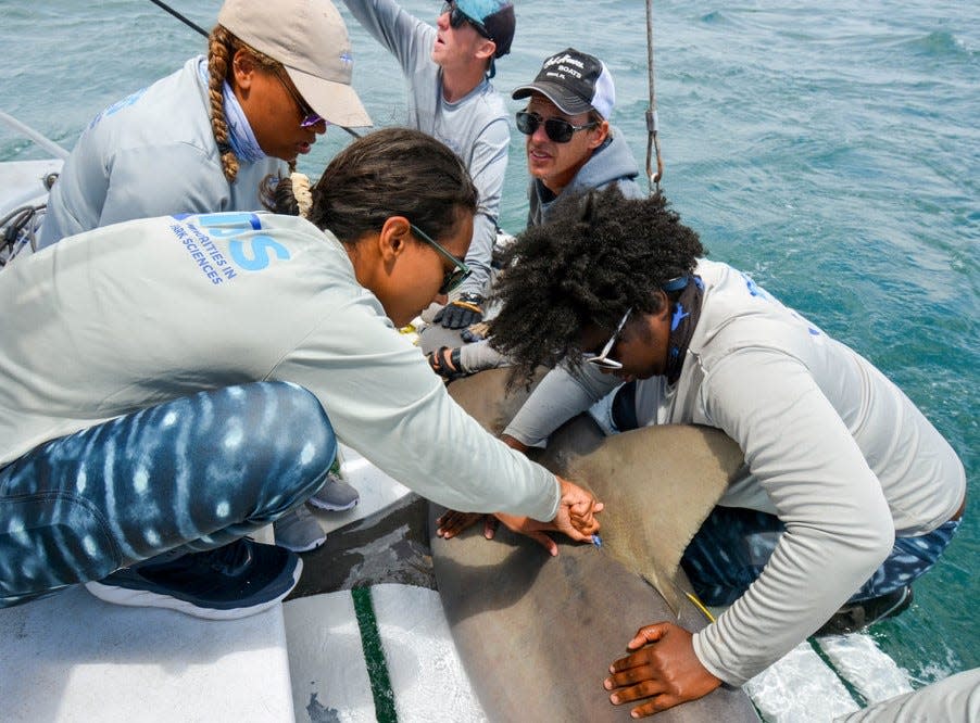 Minorities in Shark Sciences encourages women of color to pursue careers in marine science. MISS, founded by four Black female shark researchers, will be taking part in Give 8/28, a 15-hour digital philanthropy event on Aug. 28 designed to support Black-led nonprofits.