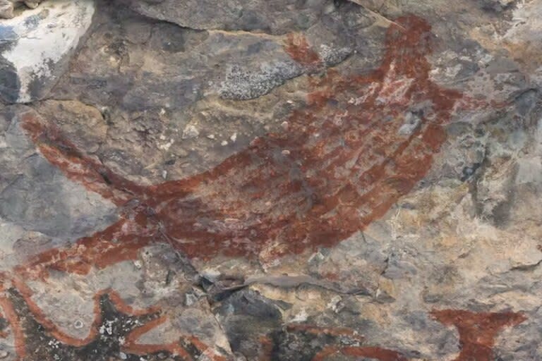 León marino (Zalophus californianus) en Cueva de la serpiente, Baja California sur