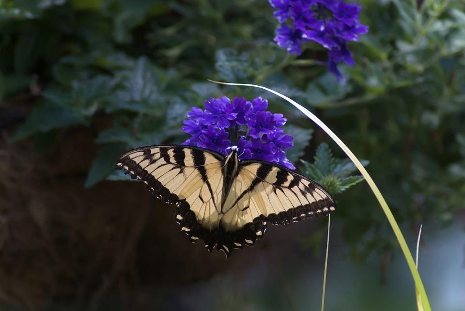 This Eastern Tiger Swallowtail has chosen Superbena Imperial Blue verbena to be on the daily menu.