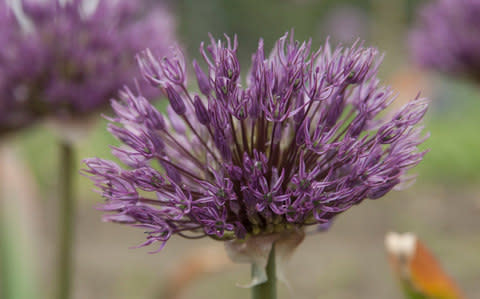 Allium 'Powder Puff' - Credit:  © RHS