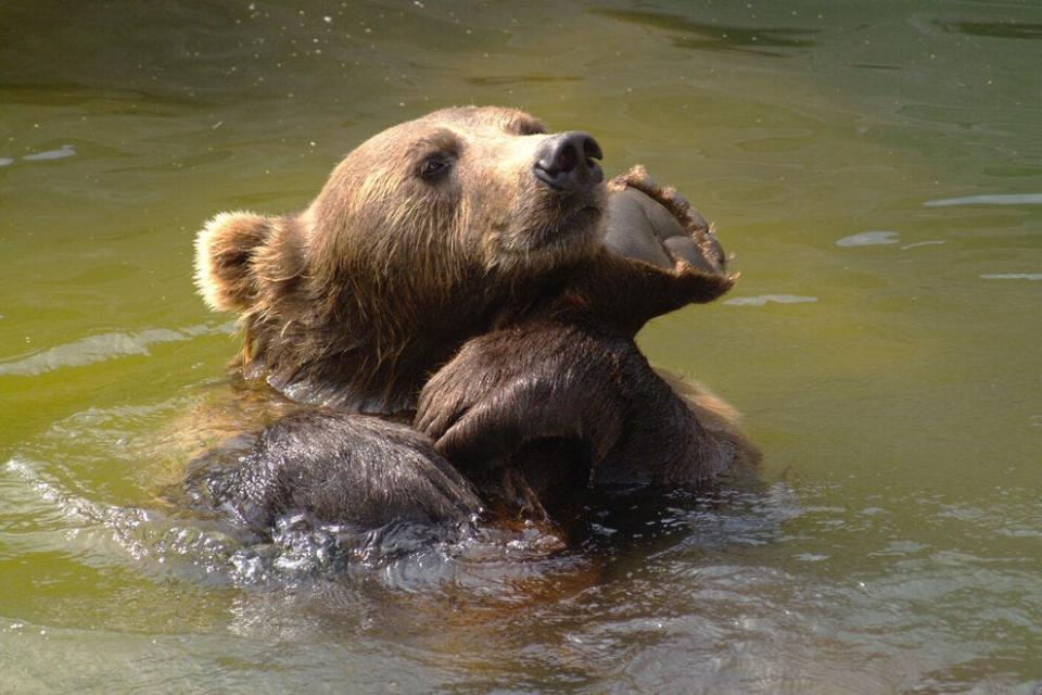 A visit to the zoo is a fun and educational outing for children and adults alike