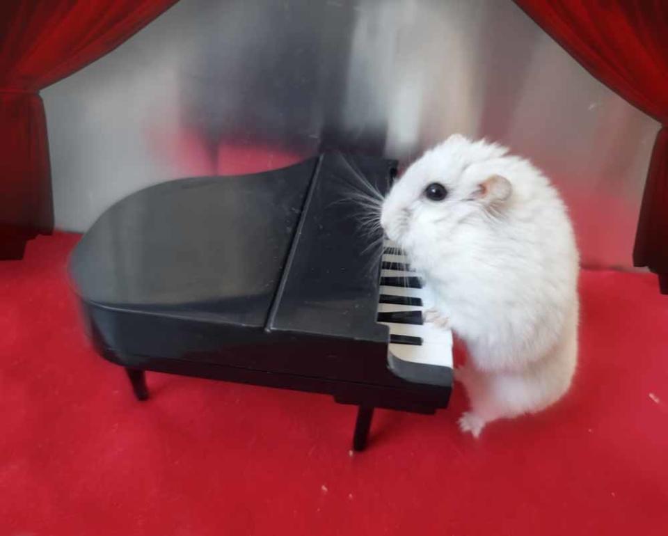 Bob playing a tiny piano (Collect/PA Real Life).