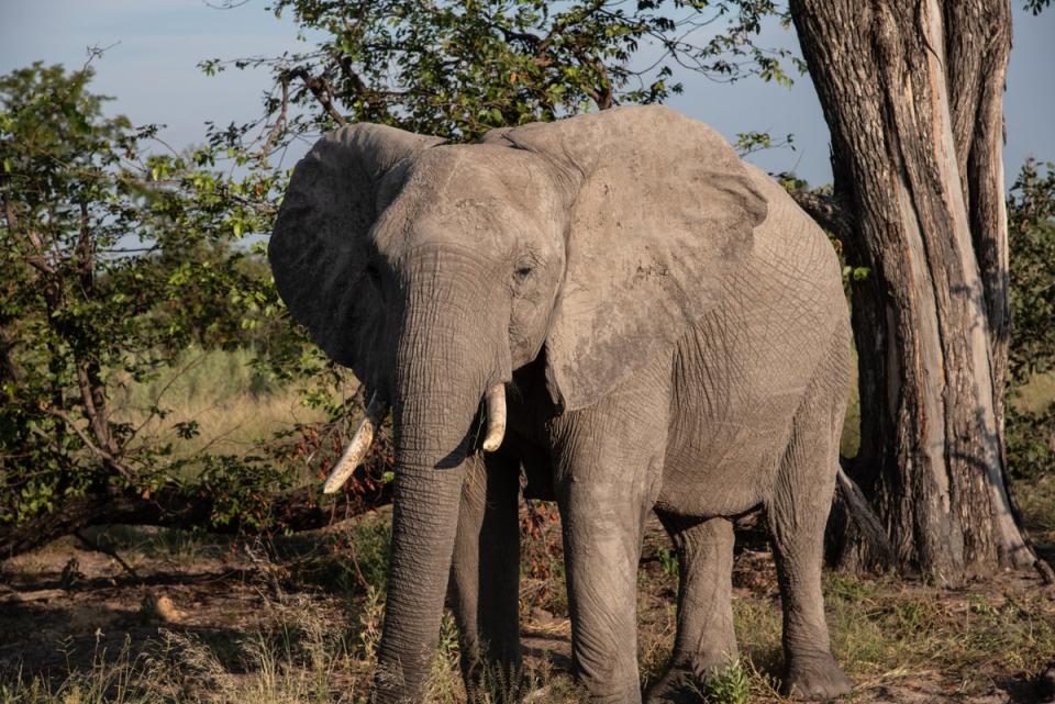 Qorokwe is known for its predator sightings and diverse habitat types (Radhika Aligh)