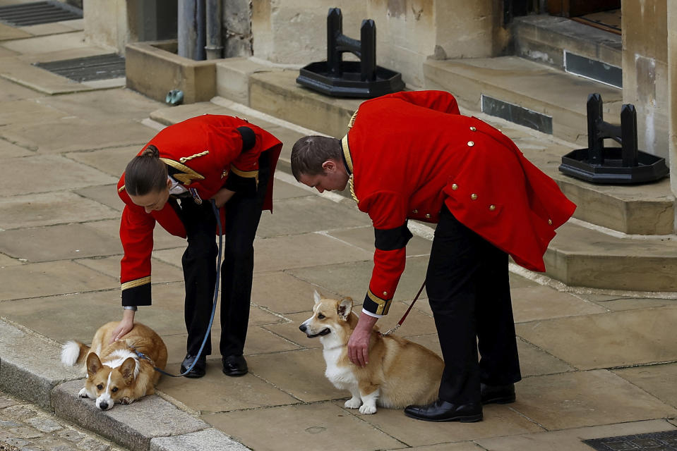 The royal corgis await the cortege on the day of the state funeral and burial of Britain's Queen Elizabeth, at Windsor Castle, Monday Sept. 19, 2022. (Peter Nicholls/Pool Photo via AP)