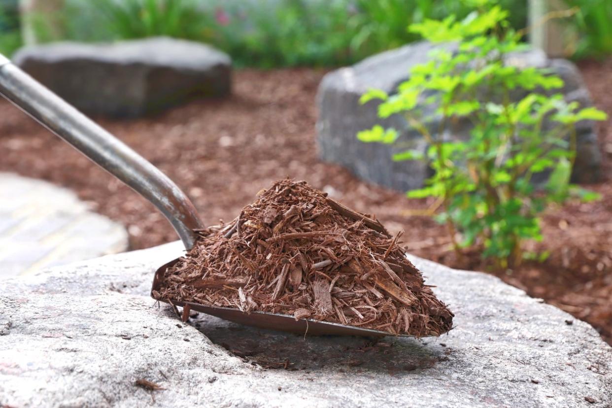 Shovel filled with wood mulch.