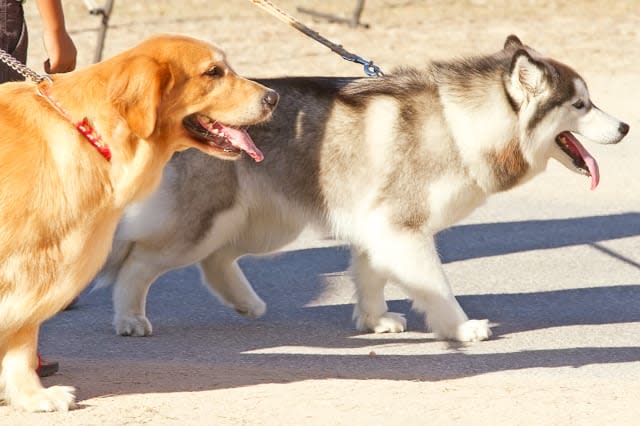 walking on the street with dog