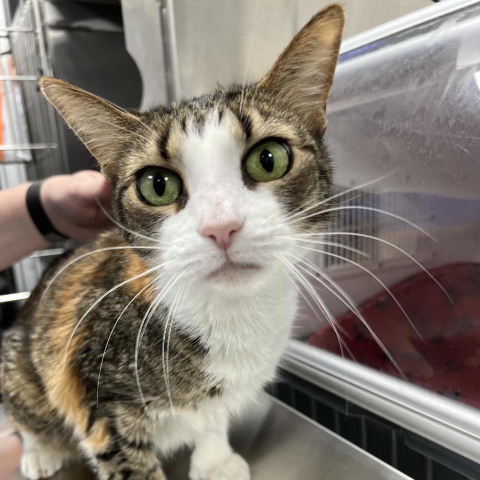 Ava is a senior with an extra digit and a hyper thyroid that requires medication for life, twice a day. Ava is very affectionate, loves laps and is comfortable with other cats.