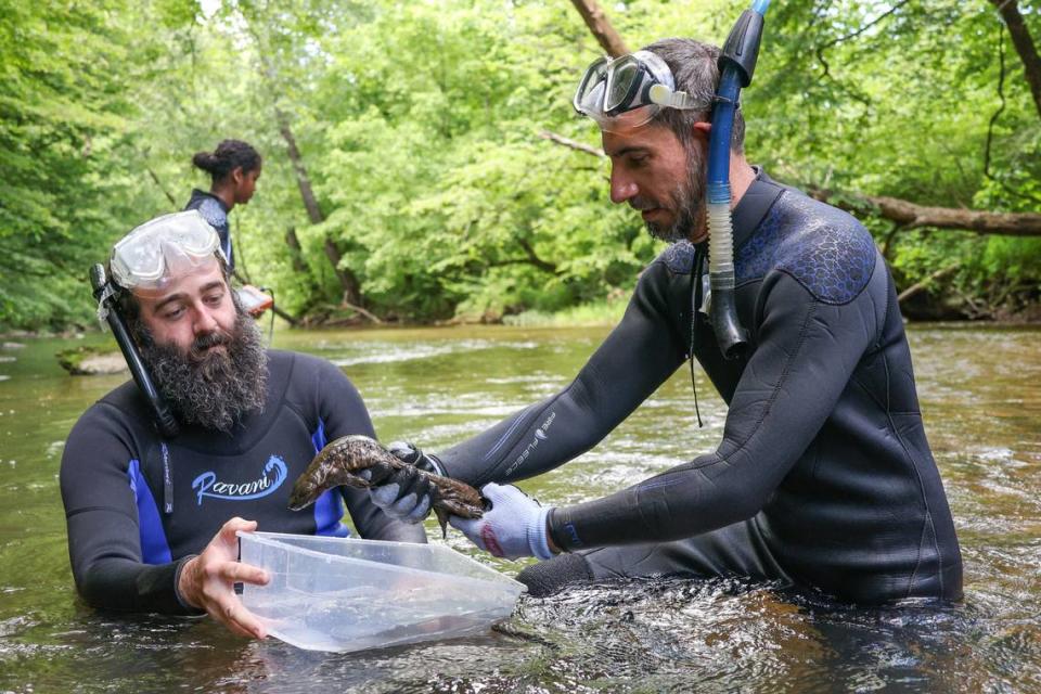 The hellbender conservation team brought the salamanders from Nashville Zoo to waterways in Middle Tennessee for their release.