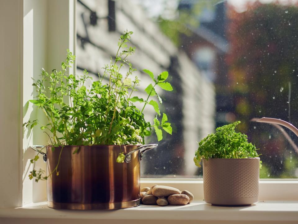 Herbs in a copper pot next to a pile of brown and white stones and plant in pot on windowsill