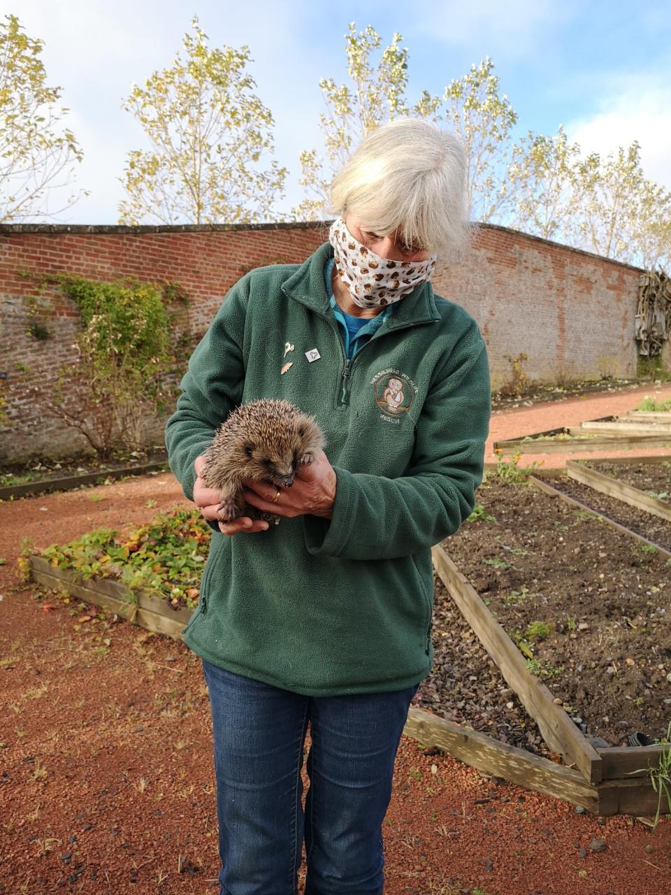 One of the three hedgehogs is delivered by Hessilhead Wildlife Rescue. (Dumfries House)