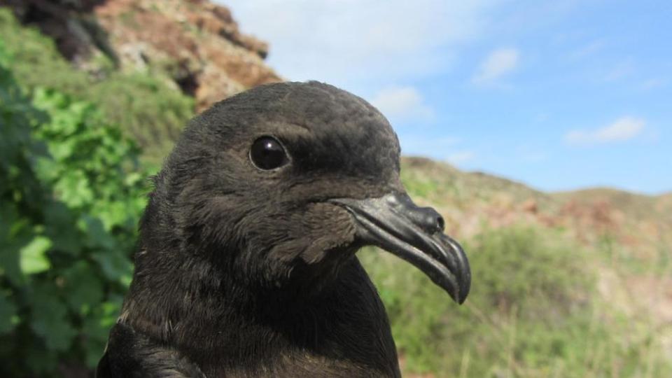 Paíño o petrel negro