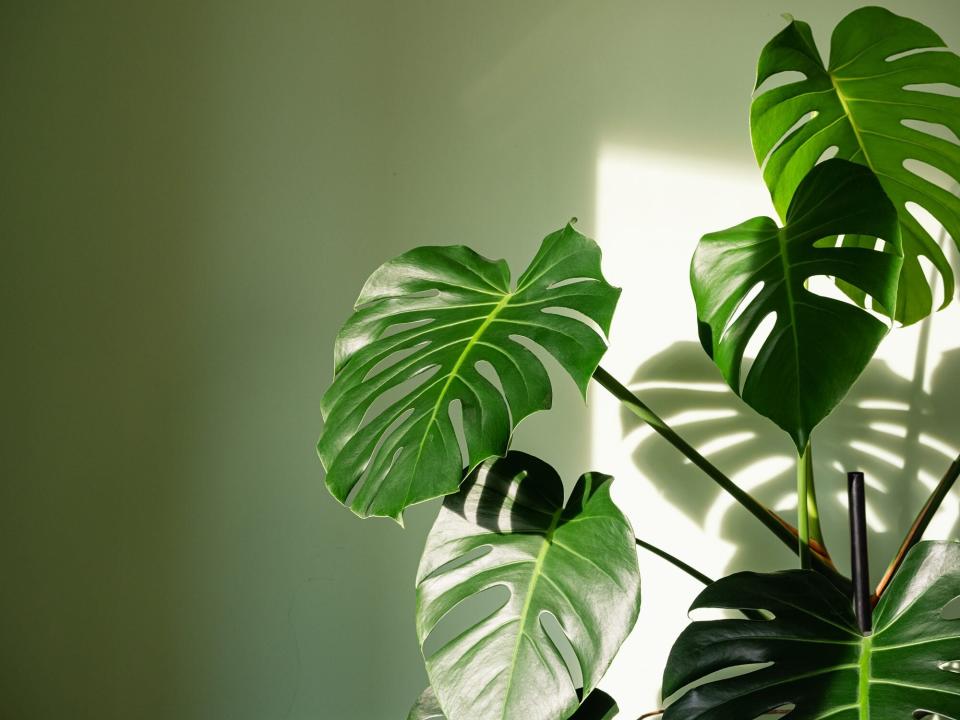 monstera plants