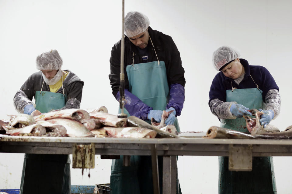 In this Feb. 11, 2020, photo, Asian carp are processed at Two Rivers Fisheries in Wickliffe, Ky. Asian carp were imported to the U.S. in the 1960s and 1970s as an eco-friendly alternative to poisons for ridding southern fish farms and sewage lagoons of algae, weeds and parasites. The advance of the invasive carp, however, threatens to upend aquatic ecosystems, starve out native fish and wipe out endangered mussel and snail populations along the Mississippi River and dozens of tributaries. (AP Photo/Mark Humphrey)