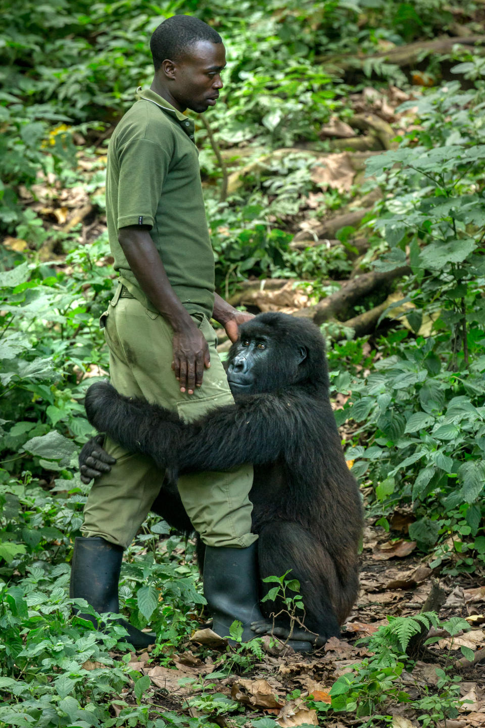 <p>Matthieu with gorilla Matabishi at the Senkwekwe Mountain Gorilla Center in the Democratic Republic of Congo. (Photo: Nelis Wolmarans/Caters News) </p>