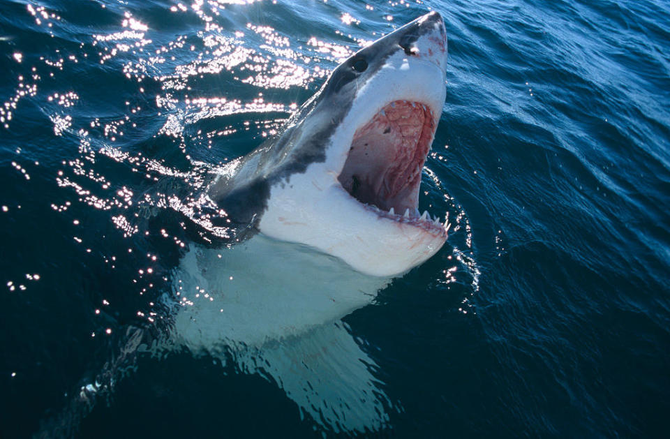 a shark emerging from the water