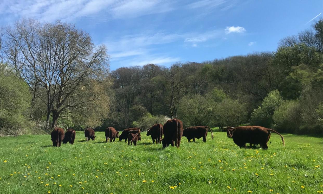 <span>‘The cattle are looking at their most bucolic, blue sky unfurled overhead, a constellation of dandelions at their feet.’</span><span>Photograph: Sarah Laughton</span>