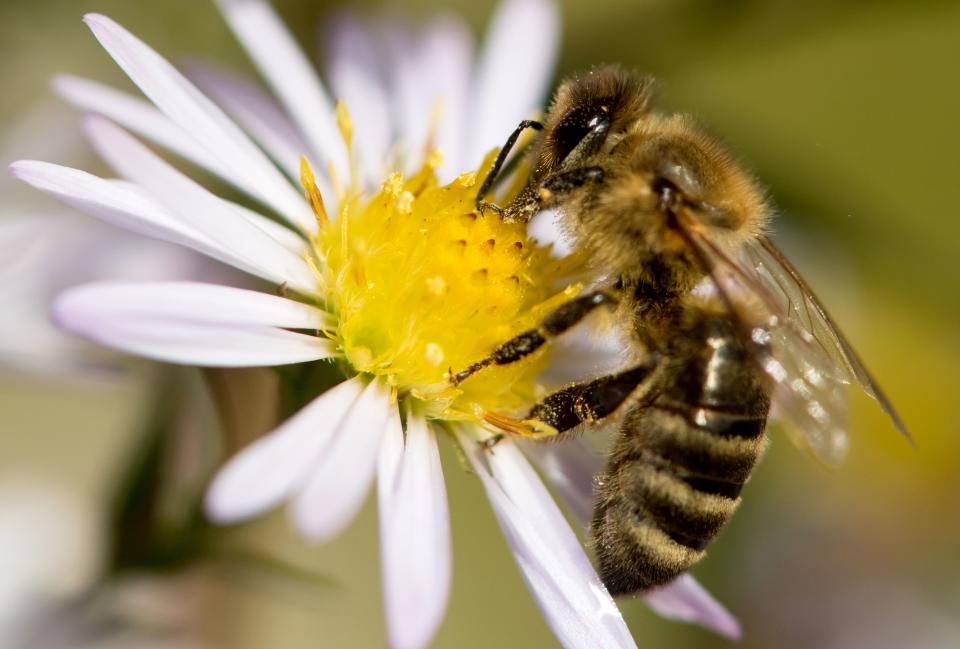 A bee collects pollen from a flower on October 4, 2017 at the botanical garden in Munich, southern Germany.
 / AFP PHOTO / dpa / Sven Hoppe / Germany OUT        (Photo credit should read SVEN HOPPE/DPA/AFP via Getty Images)