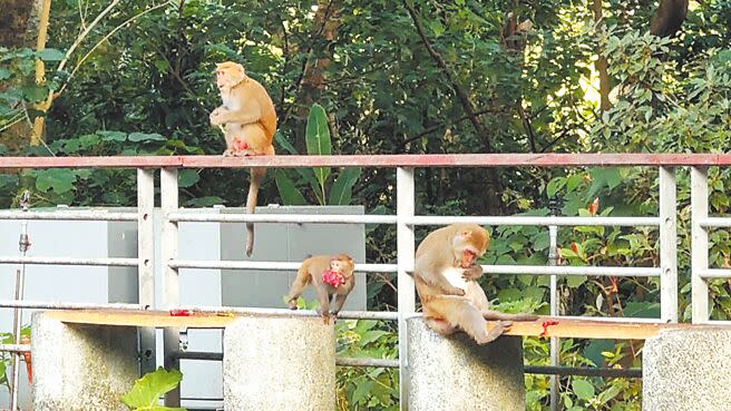 台灣獼猴近來頻繁現蹤台東知本溫泉區，不畏懼往來人、車，甚至主動索討食物，經林業保育署統計，數量約20餘隻，至今尚未傳出攻擊事件。（蕭嘉蕙攝）