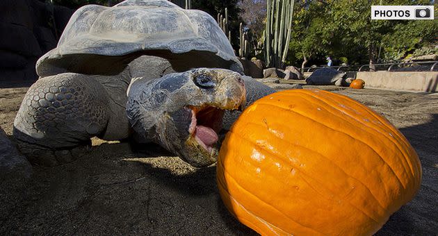 Thanksgiving for tortoises