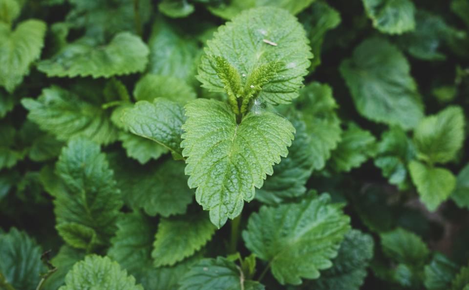 <p>Lemon balm, from the mint family, is often used for adding a citrusy edge to dishes, but this low-maintenance houseplant also repels spiders and fruit flies. Spiders hate anything that smells of citrus; although it's pleasant to humans, the smell is overpowering and acts as a natural repellent.</p><p>Take a cutting of lemon balm, add it to water, and spray the solution in dark areas of your home where spiders love to hide.</p><p><a class="link " href="https://www.primrose.co.uk/lemon-balm-plants-plants-plant-theory-p-136462.html" rel="nofollow noopener" target="_blank" data-ylk="slk:BUY NOW;elm:context_link;itc:0;sec:content-canvas">BUY NOW</a></p>