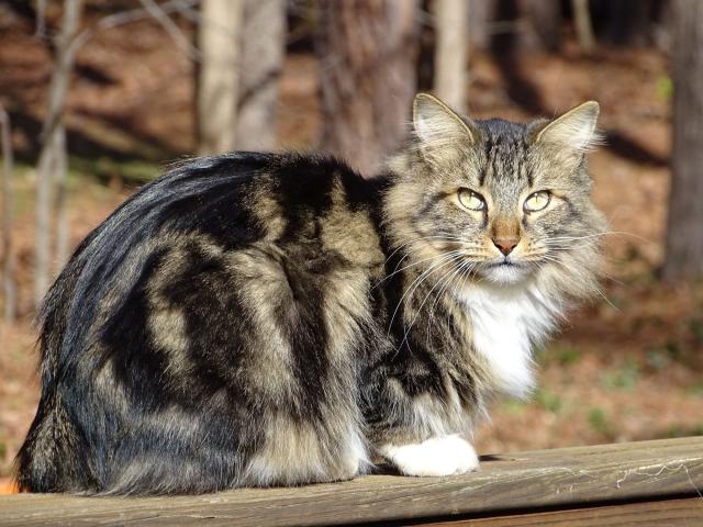 Longhair Cat Breeds