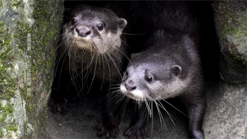 萌化你的心！　北市動物園「小爪水獺」寶寶首度亮相